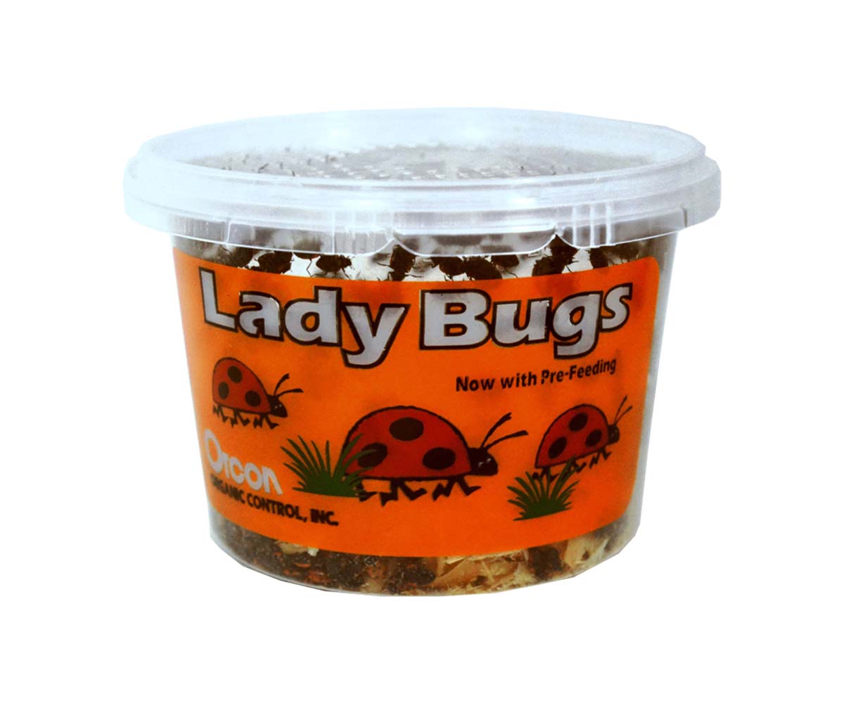 1500 Live ladybugs  Adrian Indoor Garden